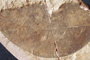 Kadsura singularis Palamarev & Petkova [holotype]