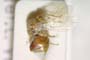 Andricus bulgaricus Vassileva-Samanlieva, 1977 [paratype]