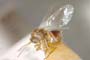 Andricus bulgaricus Vassileva-Samanlieva, 1977 [paratype]