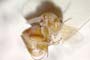 Andricus bulgaricus Vassileva-Samanlieva, 1977 [paratype]
