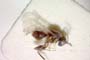 Synergus punctatus Vassileva-Sumanlieva, 1984 [paratype]