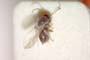 Synergus punctatus Vassileva-Sumanlieva, 1984 [paratype]
