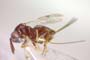 Glyphomerus aylax Stojanova, 2005 [paratype]