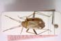 Adelphocoris josifovi Wagner, 1968 [paratype]
