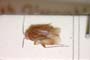 Psallus muminovi Josifov, 1973 [holotype]