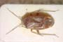Psallus betulei montanus Josifov, 1973 [paratype]