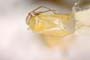 Eurycolpus annulatus Wagner, 1976 [paratype]