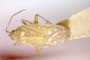 Macrotylus weberi Wagner, 1976 [paratype]