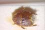Aethus balcanicus Josifov, 1986 [paratype]