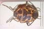 Eurydema eckerleini Josifov, 1961 [holotype]