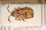 Horvathiolus kiritshenkoi Josifov, 1965 [paratype]