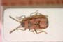 Horvathiolus kiritshenkoi Josifov, 1965 [paratype]