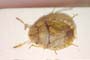 Sciocoris carayoni Wagner, 1965 [paratype]