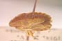 Sciocoris kerzhneri Wagner, 1965 [paratype]