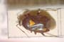 Deraeocoris ventralis megophthalmus Josifov & Kerzhner, 1972 [paratype]