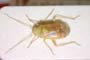 Dichrooscytus gustavi Josifov, 1981 [paratype]