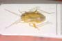 Paredrocoris seidenstueckeri Josifov, 1965 [paratype]
