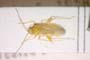 Paredrocoris seidenstueckeri Josifov, 1965 [paratype]