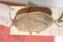 Emblethis robustus Josifov, 1965 [paratype]