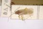 Orthonotus kiritshenkoi Josifov, 1964 [paratype]