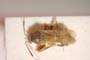 Pilophorus simulans Josifov, 1989 [paratype]