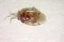 Isometopus longirostris Josifov, 1993 [holotype]