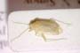 Orthotylus tenellus meridionalis Josifov, 2006 [paratype]