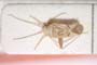 Phytocoris dichrooscytoides Josifov, 1974 [paratype]