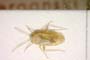 Orthotylus putshkovi Josifov, 1974 [paratype]
