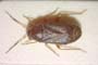 Heterocordylus carbonellus Seidenstücker, 1956 [paratype]