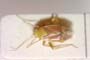 Dichrooscytus bulgaricus Josifov, 1959 [paratype]
