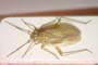 Thermocoris rivalis suctor Seidenstücker, 1957 [paratype]