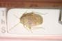 Psallus lentigo Seidenstücker, 1972 [paratype]