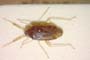 Criocoris contrastus Seidenstücker, 1970 [paratype]