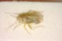 Orthotylus dumosus Seidenstücker, 1971 [paratype]