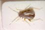 Orthonotus humilis Seidenstücker, 1970 [paratype]