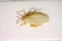Catoplatus minor Stusák, 1975 [paratype]
