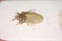 Catoplatus minor Stusák, 1975 [paratype]