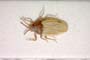 Catoplatus minor Stusák, 1975 [paratype]