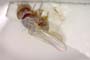Chamaemyia flavoantennata Beschovski, 1994 [holotype]