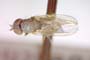 Chamaemyia flavoantennata Beschovski, 1994 [paratype]