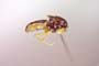 Elachiptera submediterranea Beschovski, 1980 [paratype]