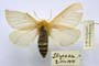Lemonia taraxaci var. montana Buresch, 1915 [синтип]