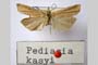 Pediasia kasyi Ganev, 1983 [холотип]