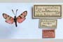 Zygaena carniolica var. antitaurica Holik, 1942 [паратип]