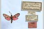 Zygaena carniolica var. antitaurica Holik, 1942 [холотип]