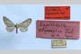 Eupithecia olympica Toulechkoff, 1951 [lectotype]