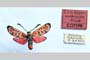Zygaena carniolica var. hyperonobrychis Holik, 1939 [паратип]