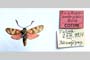 Zygaena carniolica var. hyperonobrychis Holik, 1939 [паратип]