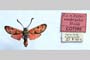 Zygaena carniolica var. hyperonobrychis Holik, 1939 [паратип]